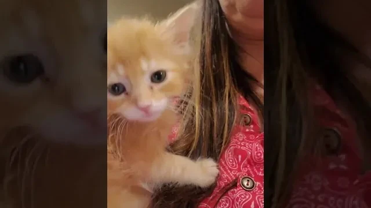 When that ONE kittens refuses to eat from a plate