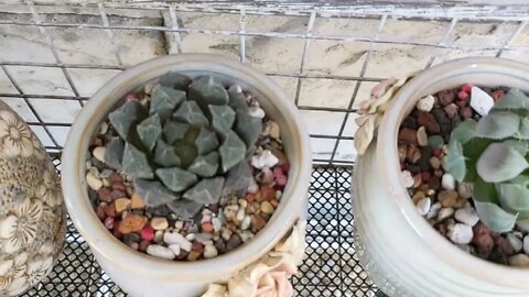 My collection succulents plants and Cactus | Plantita | Roosterjane