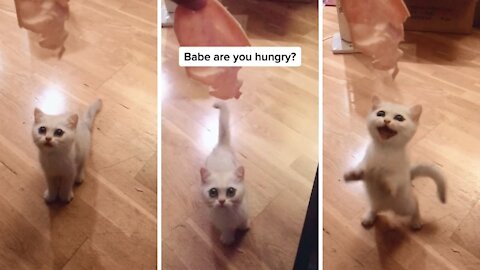 FUNNY CAT Bebe Are You Hungry? 😂 #4