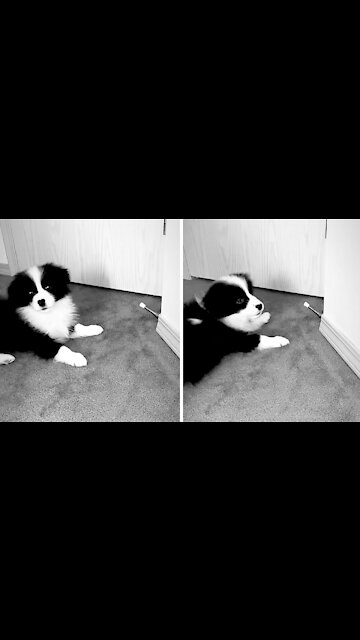 Border Collie Puppy Loves To Play With Door Stopper