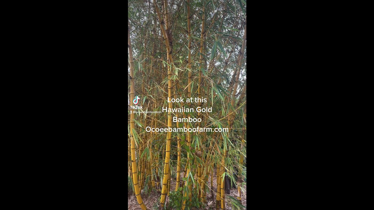 Hawaiian Gold Bamboo Ocoee Bamboo Farm 407-777-4807