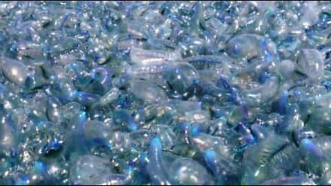 Portuguese Man o' War wash up on Australian shore