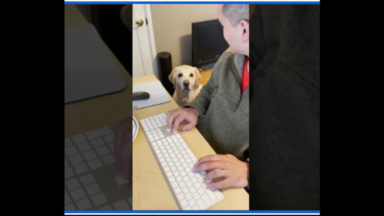 Labrador asks for food in the cutest way