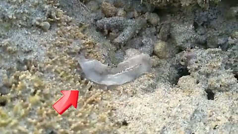 Marine Sea Cucumber-Like Creatures [Mysterious]