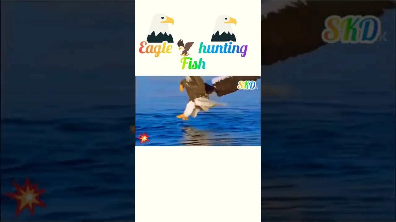 Eagle hunting fish 🐠