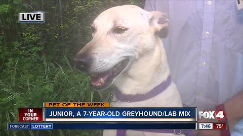 Pet of the Week: Junior!