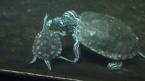 Turtle Hand Waving During Breeding - Turtle Foreplay