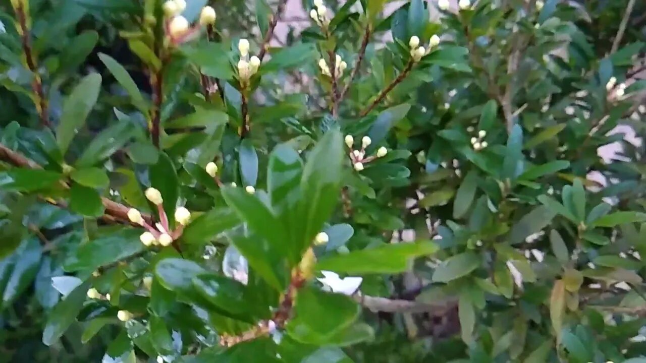 frutífera produzindo em vaso Cambuci pitanga preta frutinha leite cabeludinha vermelha Cambui amarel