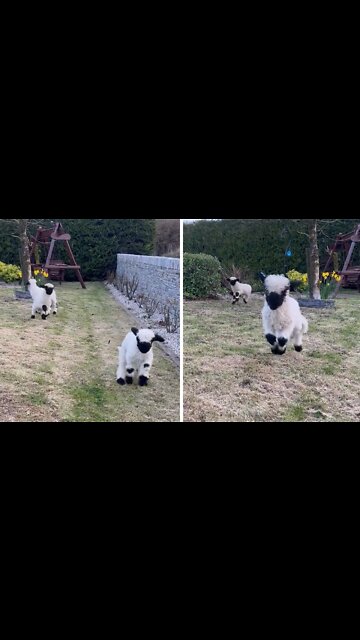 Adorable little lambs jump for joy
