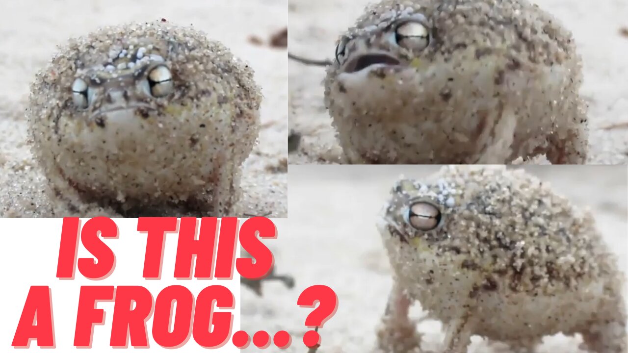 Angry Frog with Strange Voice