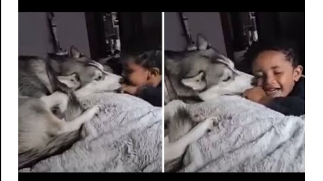 Dog fun house