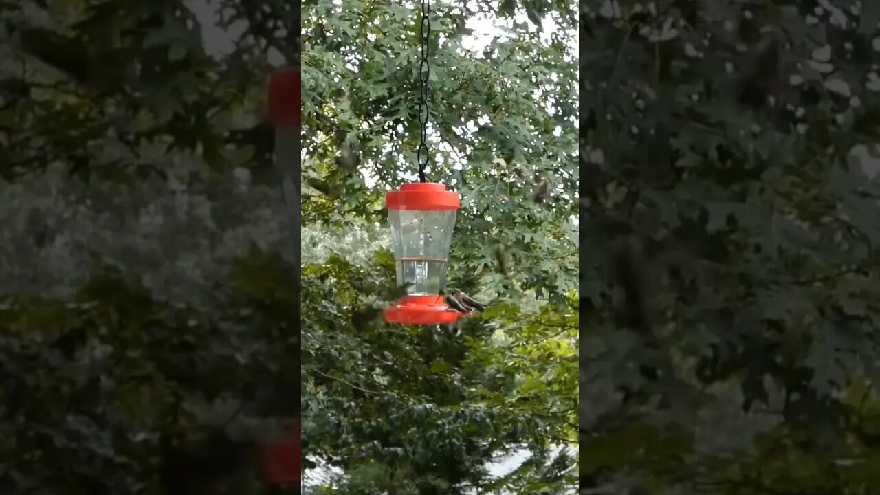 Hummingbirds loading up before they migrate for winter.