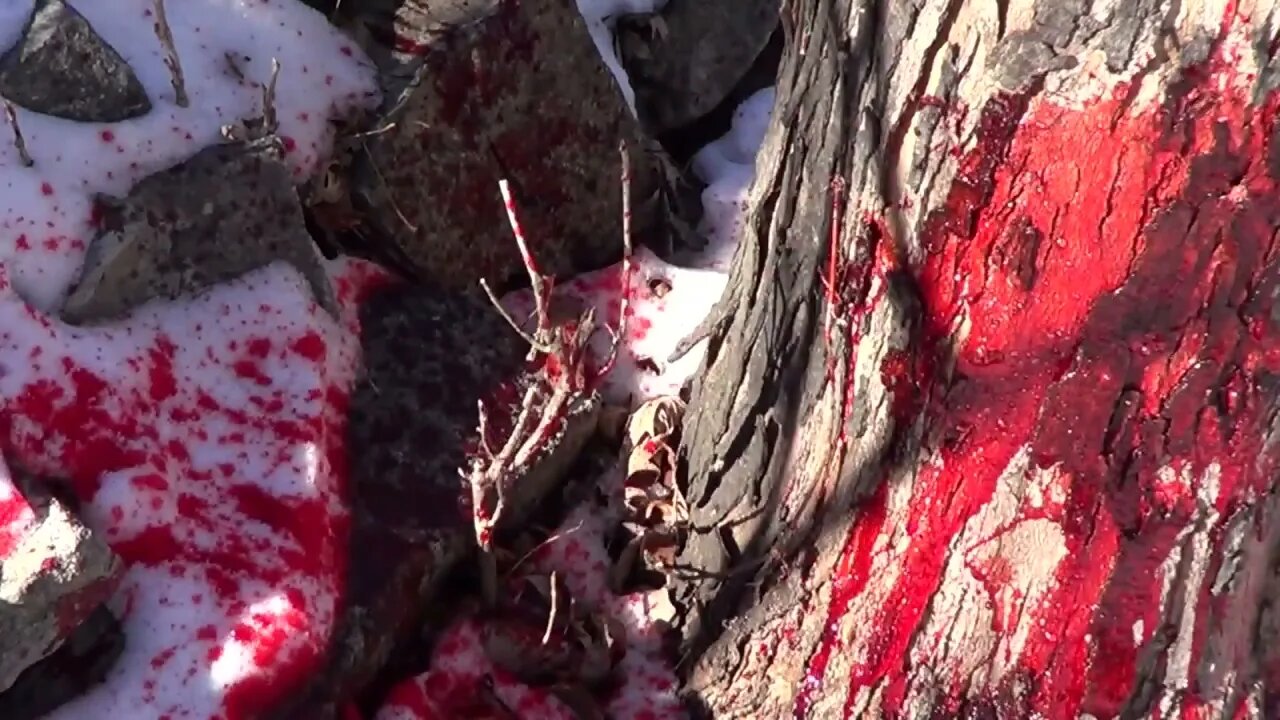 Blood Splat on Tree