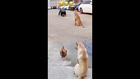 Dog exercise