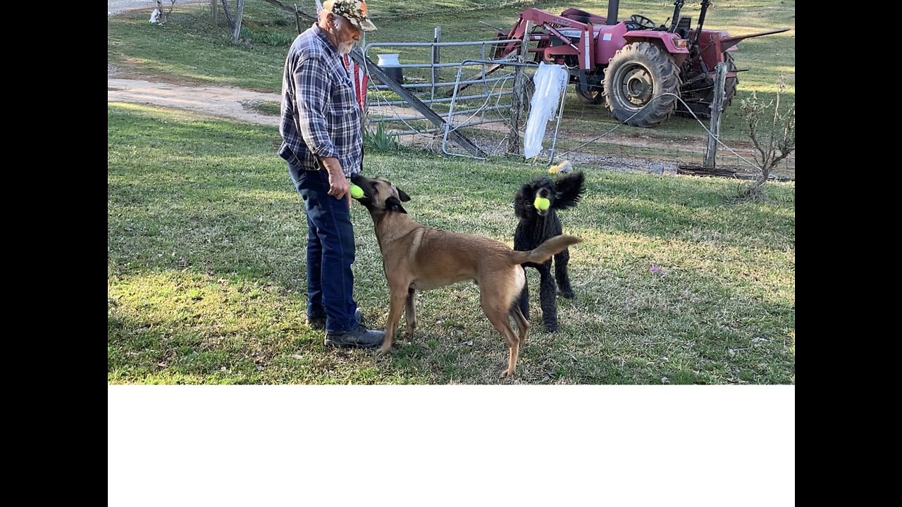 Man plays ball with his two dogs.