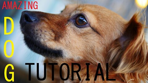 Dog tutorial 2 powerful commands for dogs