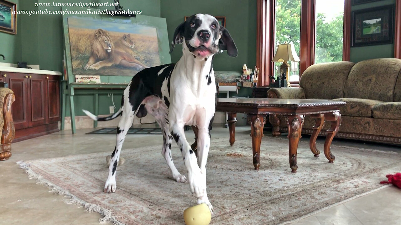 Great Danes' Funny Howling And Chomping Musical Duet