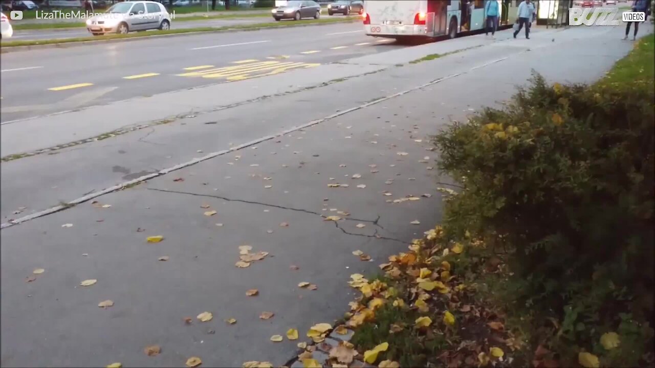 Ce chien attend sa maîtresse à l'arrêt de bus, sa réaction est adorable!