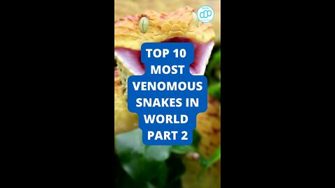 Top 10 Most Venomous Snakes In World Part 2