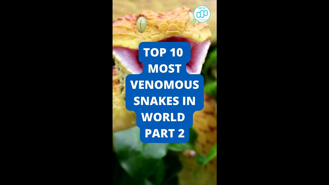 Top 10 Most Venomous Snakes In World Part 2