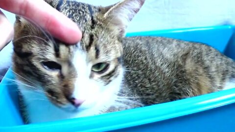 Cute Kitten Likes to Sit in a Plastic Basin