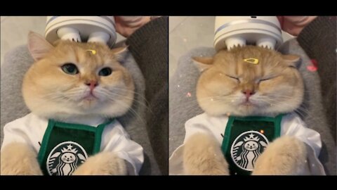 Happiness is not a little bit🐈