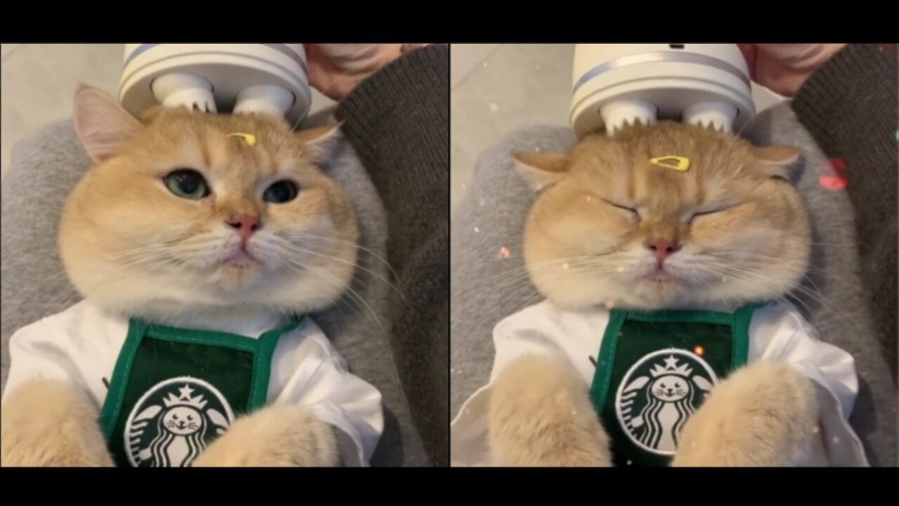 Happiness is not a little bit🐈