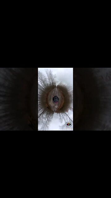 BOLINTIN Forest winter ride, Giurgiu | #shorts #short | 🇷🇴