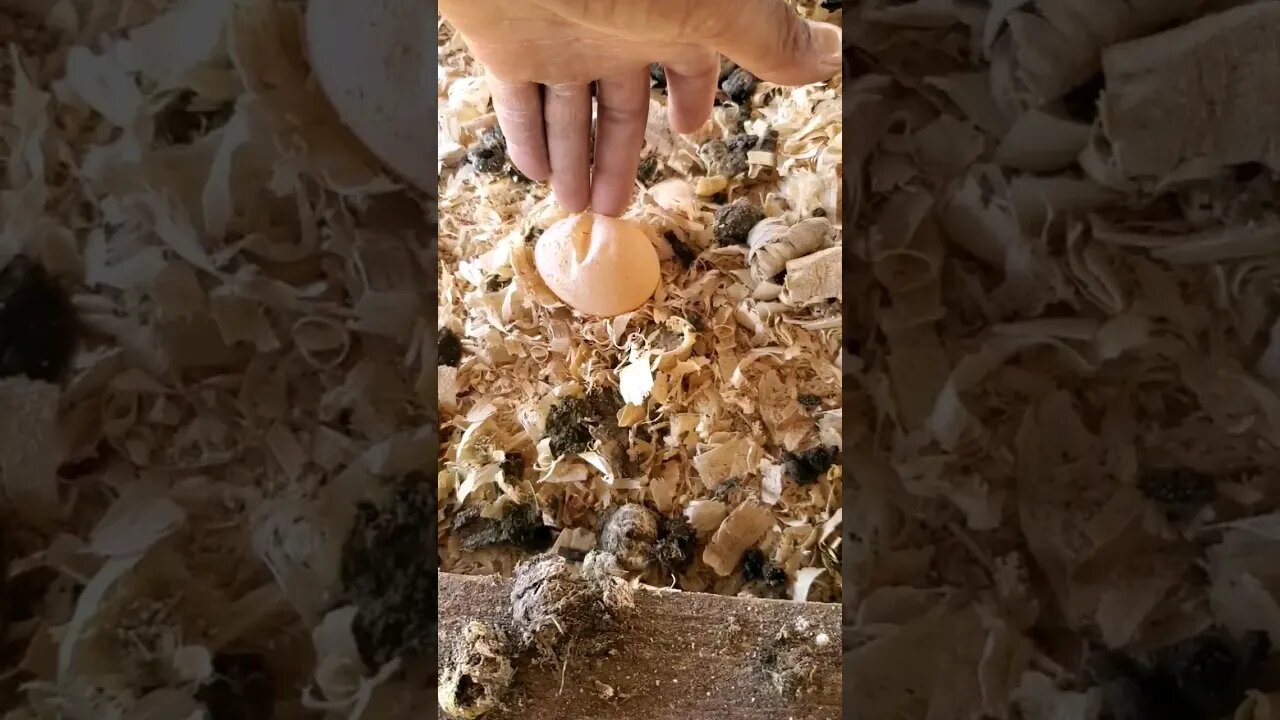 CHICKEN EGG with NO SHELL #chickens #homesteading #farm