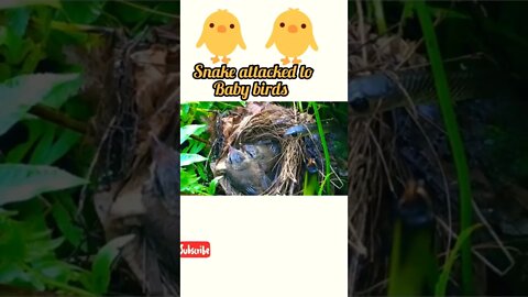 snake 🐍 attacks to baby birds @#shorts #shortsfeed #youtubeshorts