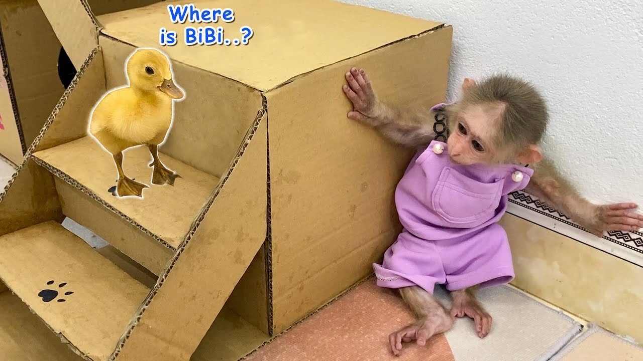 BiBi monkey tries to hide from duckling