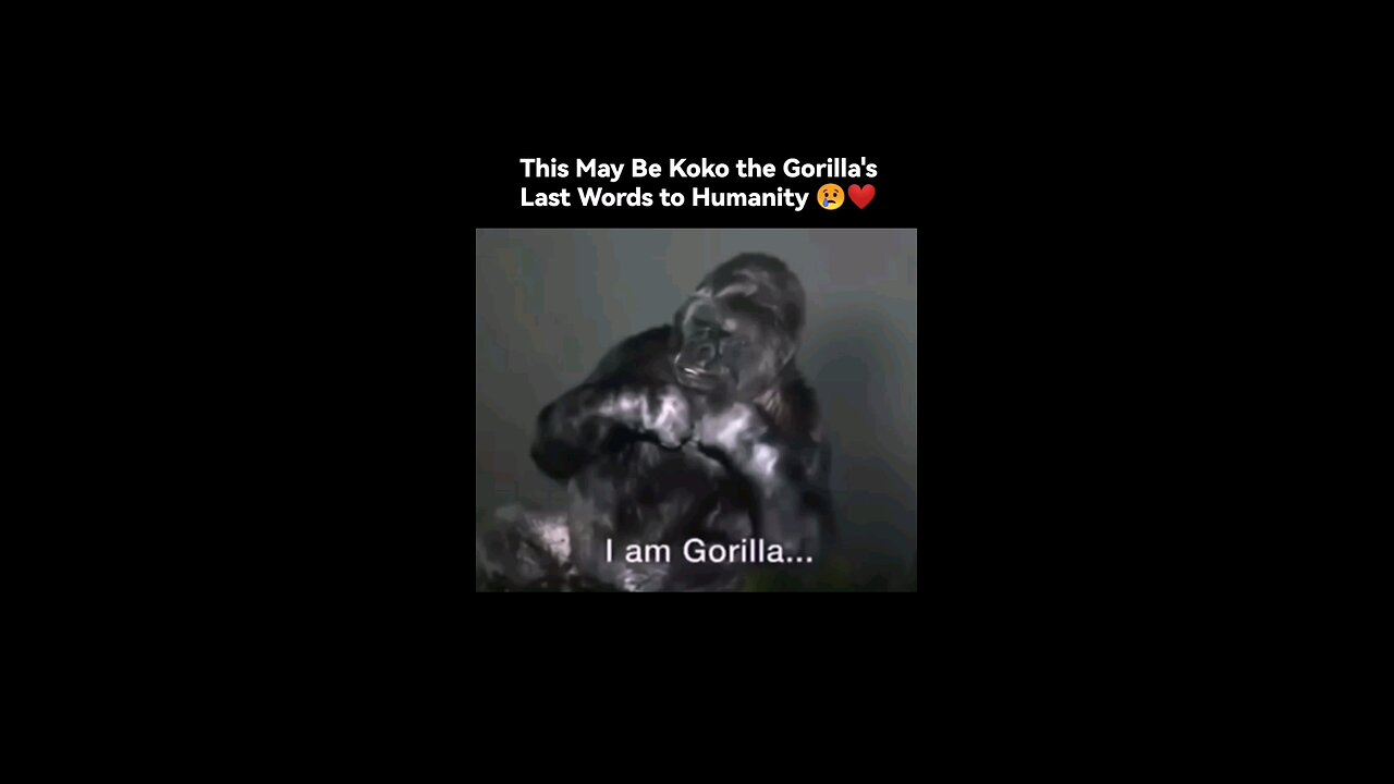 Koko the gorilla to the people, save the earth🌍🌍🌍