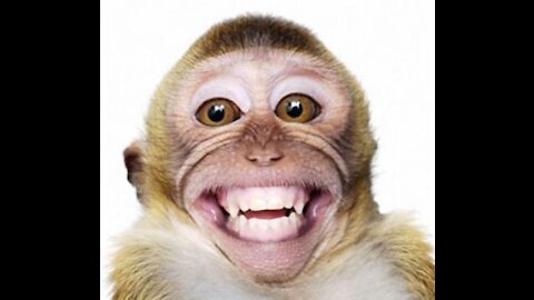 Monkey smiling Video