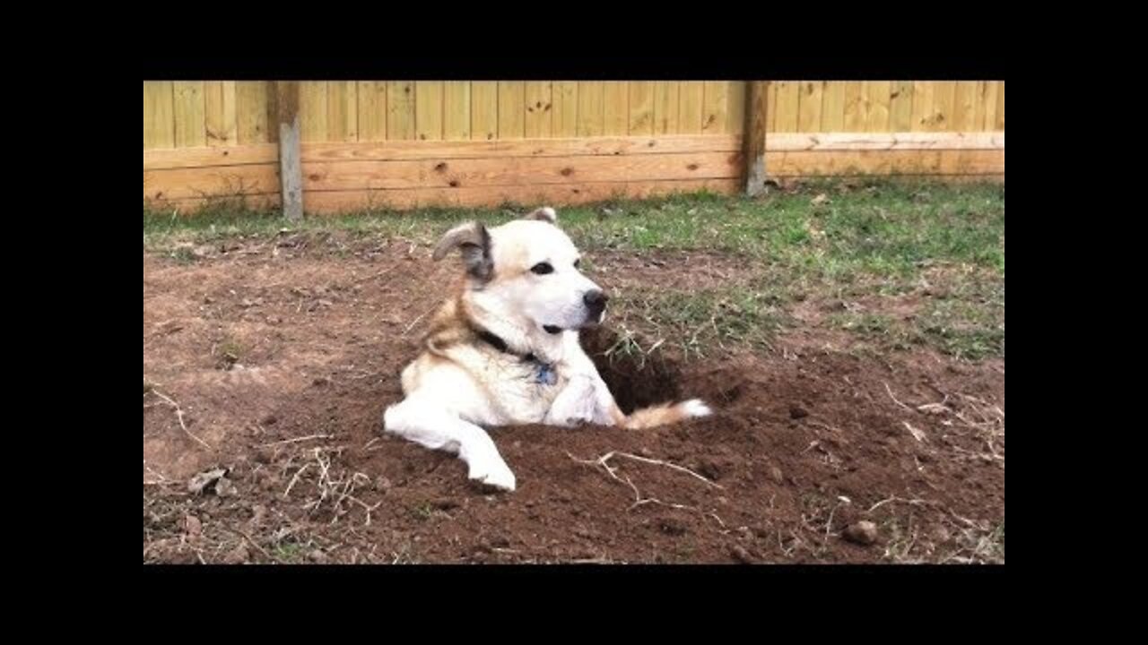 The LONGER YOU WATCH, the FUNNIER IT GETS! - Funny DOG VIDEOS