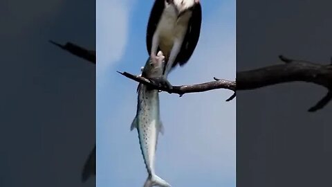 Osprey with Catch of the Day #shorts #short