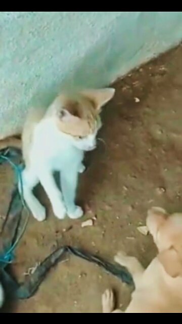 Cat and dog funny videos 🤩cat and dog cute fight video #viral #shorts