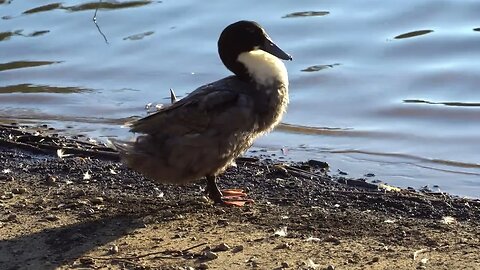 CatTV Duck Full Cleaning in and out of water