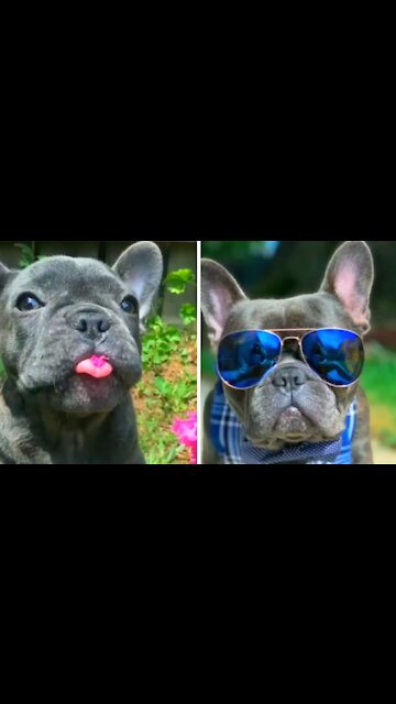 Pictures Of A Dog Shown - Tiktok Dogs