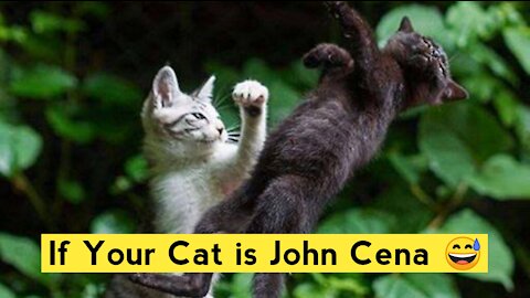 If Your Cat is John Cena 😅 fighting cats like john cena very funny and interesting video