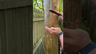 Eastern Red Cedar Tinder