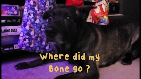 dog with a bone