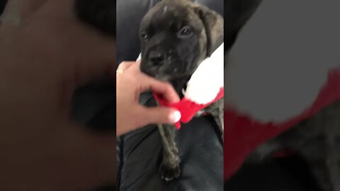 Buzz ! LonelyCreek puppies.