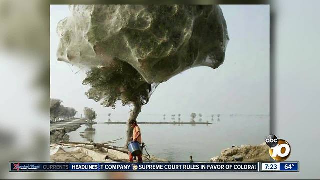 Trees covered in spider webs?
