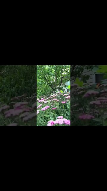 Seed to Stardom: The Hidden Truth of Growing Your Own Fruit Trees