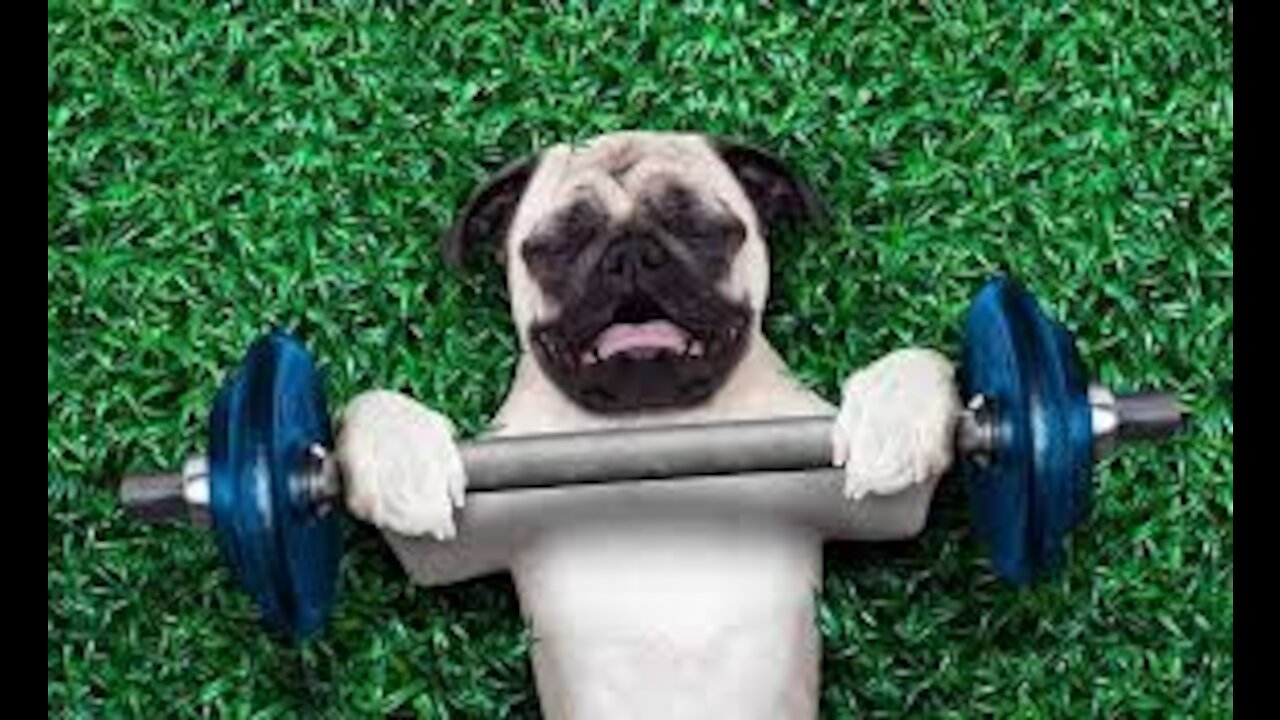 Muscle Building and Strength Exercises for Dogs