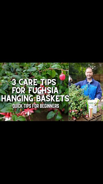 🌿 3 Fuchsia Hanging Basket Care Tips for Beginners #shorts 🌿