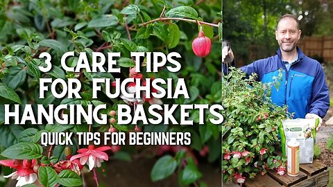 🌿 3 Fuchsia Hanging Basket Care Tips for Beginners #shorts 🌿