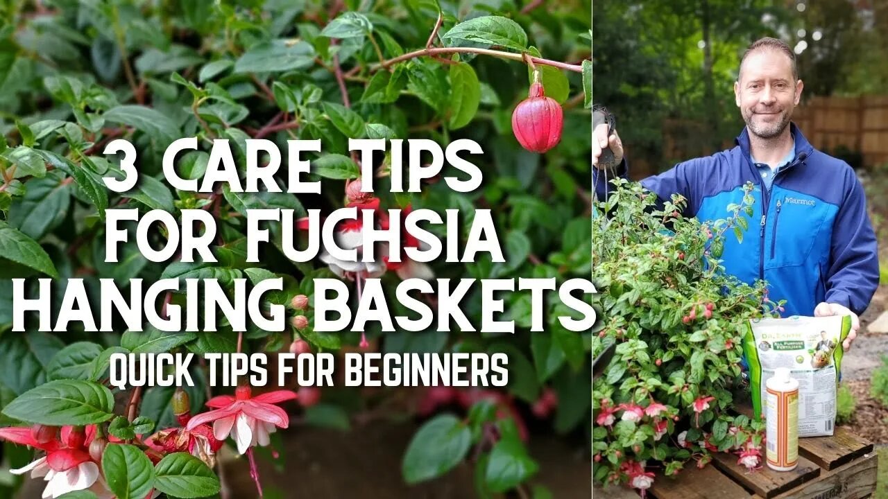 🌿 3 Fuchsia Hanging Basket Care Tips for Beginners #shorts 🌿