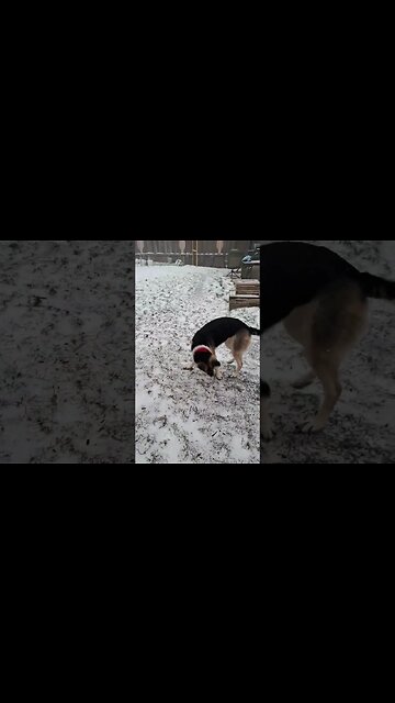 When Your Dog Gets Into The Egg Nogg #shorts #shepsky #christmas #xmas #cute #dogmeme