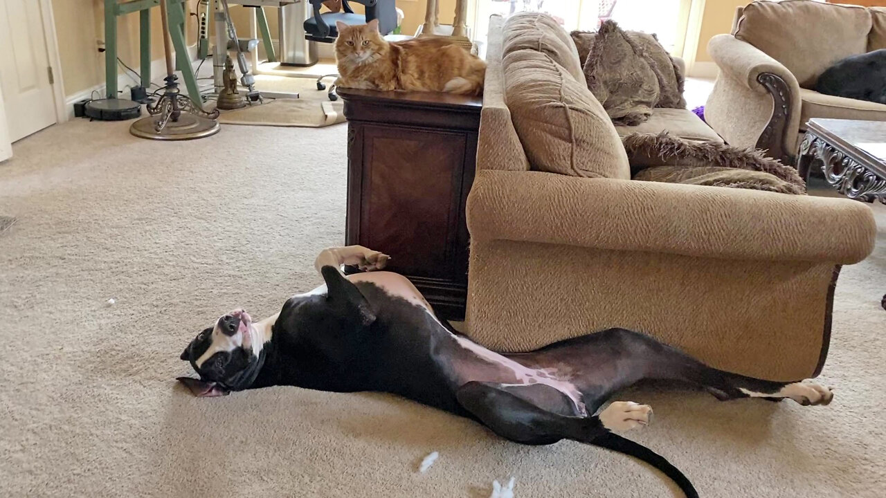 Laid Back Great Dane Relaxes Before Playing With The Cat